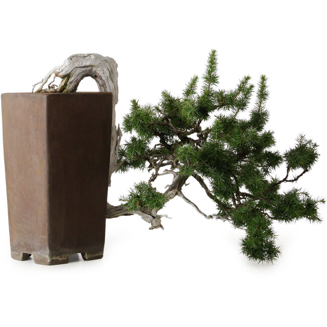 Juniperus rigida, 45 cm, ± 80 años, en una maceta japonesa hecha a mano de Tokoname con un nebari de 10 cm