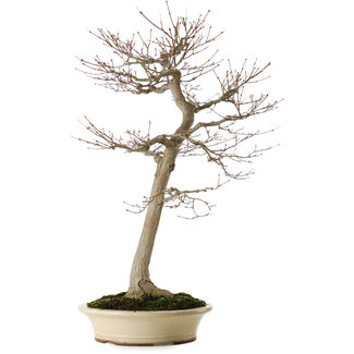 Acer palmatum, 75 cm, ± 35 anni