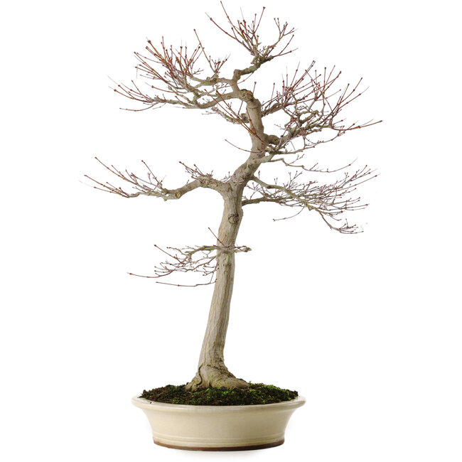 Acer palmatum, 75 cm, ± 35 jaar oud, met een nebari van 18 cm