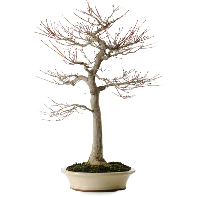 Acer palmatum, 75 cm, ± 35 ans, avec un nebari de 18 cm