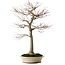 Acer palmatum, 75 cm, ± 35 ans, avec un nebari de 18 cm