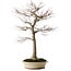 Acer palmatum, 75 cm, ± 35 years old, with a nebari of 18 cm