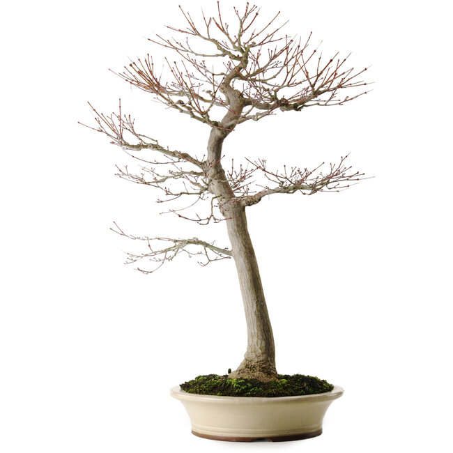 Acer palmatum, 75 cm, ca. 35 Jahre alt, mit einem Wurzelhals von 18 cm