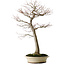 Acer palmatum, 75 cm, ± 35 ans, avec un nebari de 18 cm
