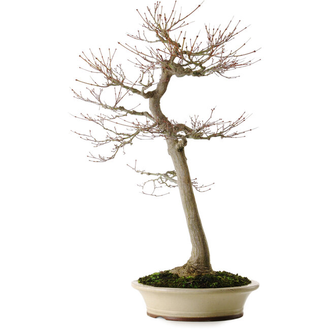 Acer palmatum, 75 cm, ca. 35 Jahre alt, mit einem Wurzelhals von 18 cm