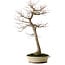 Acer palmatum, 75 cm, ± 35 jaar oud, met een nebari van 18 cm
