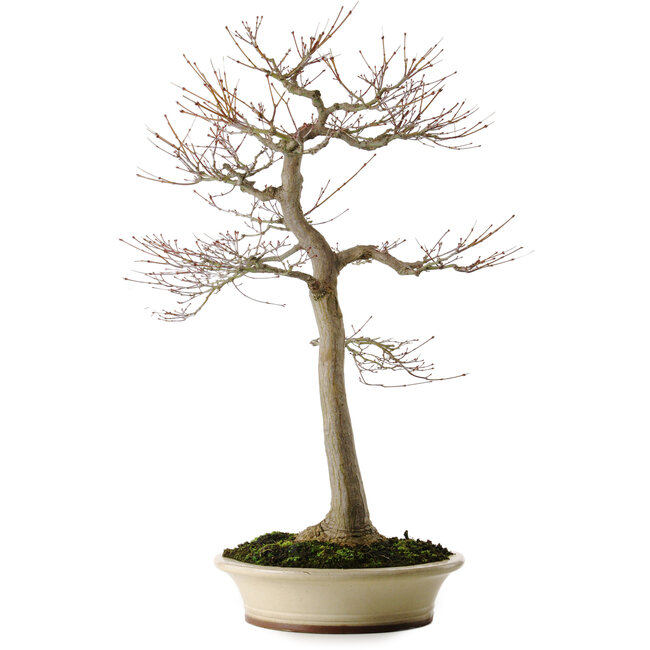Acer palmatum, 75 cm, ± 35 ans, avec un nebari de 18 cm