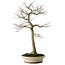 Acer palmatum, 75 cm, ± 35 ans, avec un nebari de 18 cm