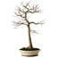 Acer palmatum, 75 cm, ± 35 jaar oud, met een nebari van 18 cm