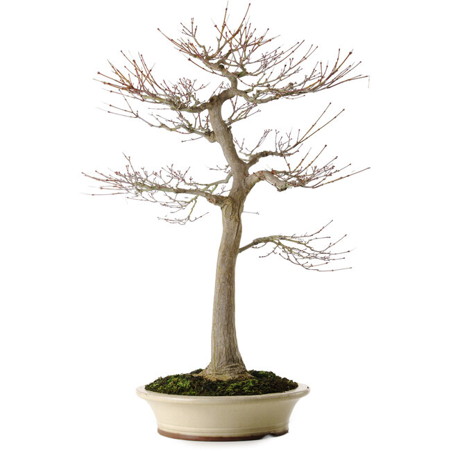 Acer palmatum, 75 cm, ± 35 jaar oud, met een nebari van 18 cm