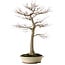 Acer palmatum, 75 cm, ± 35 years old, with a nebari of 18 cm