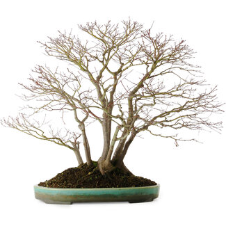 Aiba Koyou Acer palmatum, 60 cm, ± 35 ans