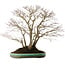 Acer palmatum, 60 cm, ± 35 years old, with a nebari of 30 cm, in a handmade Japanese pot by Aiba Koyou