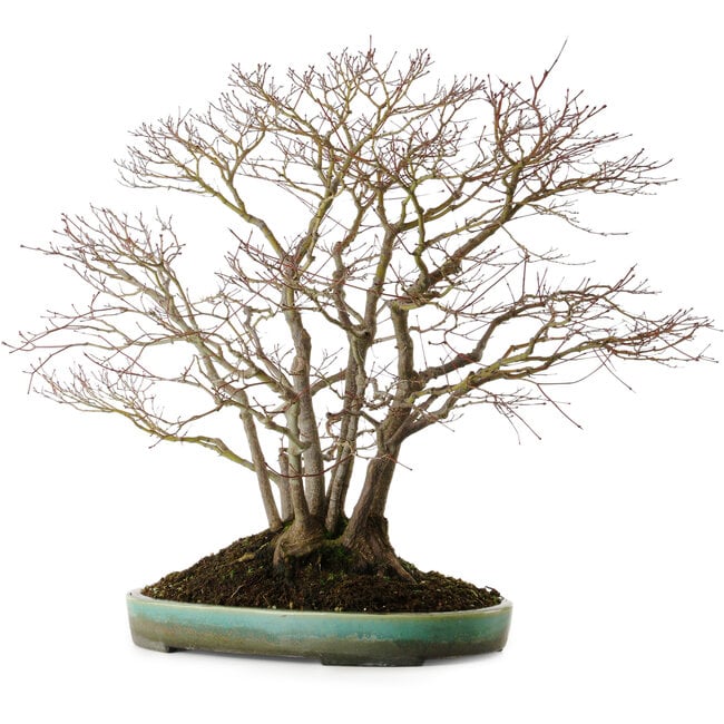 Acer palmatum, 60 cm, ± 35 jaar oud, met een nebari van 30 cm, in een handgemaakte Japanse pot van Aiba Koyou.