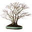 Acer palmatum, 60 cm, ± 35 years old, with a nebari of 30 cm, in a handmade Japanese pot by Aiba Koyou