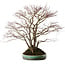Acer palmatum, 60 cm, ± 35 years old, with a nebari of 30 cm, in a handmade Japanese pot by Aiba Koyou