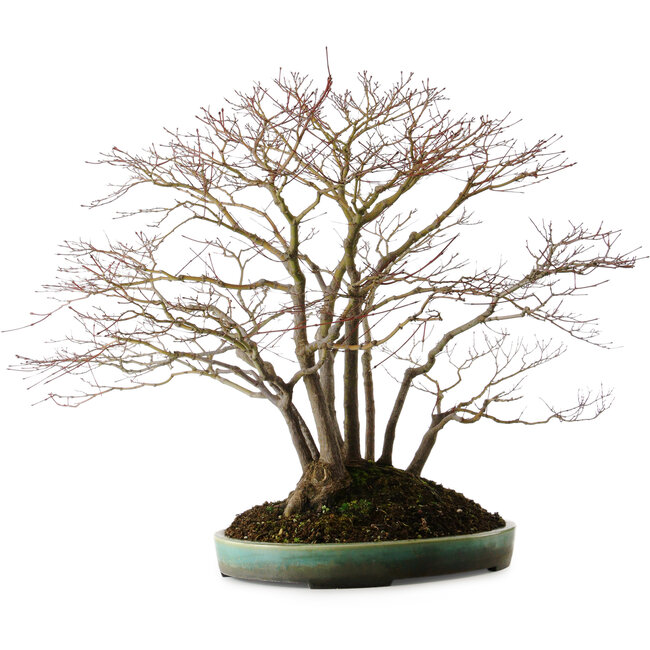 Acer palmatum, 60 cm, ± 35 years old, with a nebari of 30 cm, in a handmade Japanese pot by Aiba Koyou