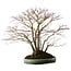 Acer palmatum, 60 cm, ± 35 años, con un nebari de 30 cm, en una maceta japonesa hecha a mano por Aiba Koyou
