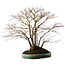 Acer palmatum, 60 cm, ca. 35 Jahre alt, mit einem Wurzelhals von 30 cm, in einem handgefertigten japanischen Topf von Aiba Koyou