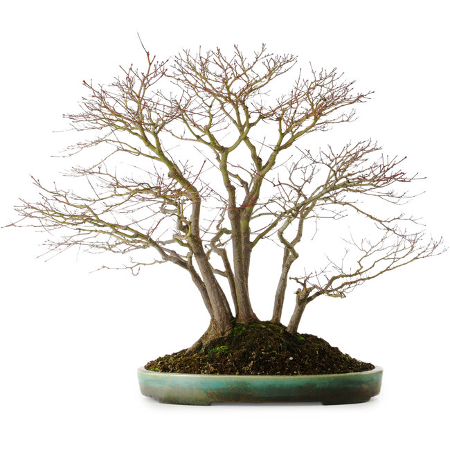 Acer palmatum, 60 cm, ± 35 years old, with a nebari of 30 cm, in a handmade Japanese pot by Aiba Koyou