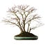 Acer palmatum, 60 cm, ± 35 years old, with a nebari of 30 cm, in a handmade Japanese pot by Aiba Koyou