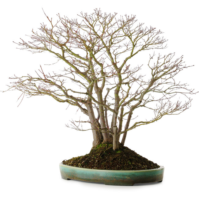 Acer palmatum, 60 cm, ca. 35 Jahre alt, mit einem Wurzelhals von 30 cm, in einem handgefertigten japanischen Topf von Aiba Koyou