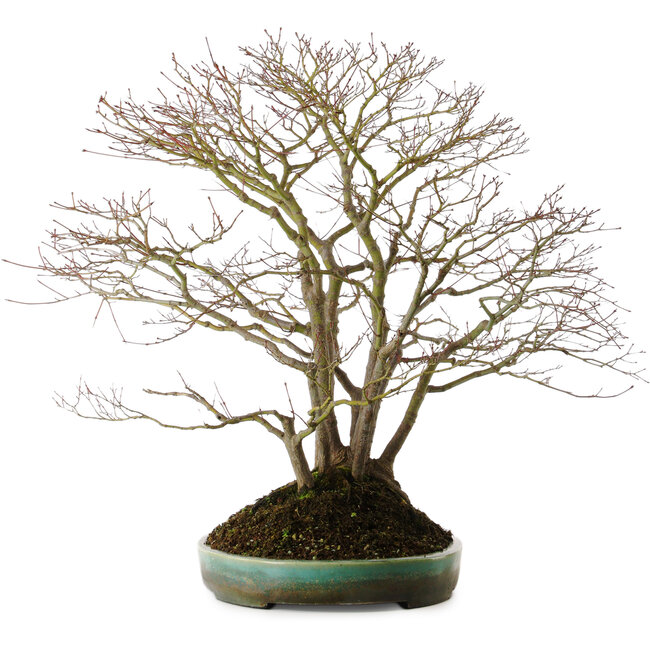 Acer palmatum, 60 cm, ± 35 years old, with a nebari of 30 cm, in a handmade Japanese pot by Aiba Koyou