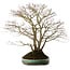 Acer palmatum, 60 cm, ± 35 years old, with a nebari of 30 cm, in a handmade Japanese pot by Aiba Koyou