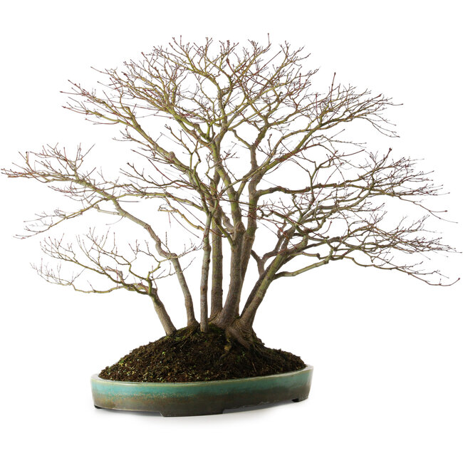 Acer palmatum, 60 cm, ± 35 jaar oud, met een nebari van 30 cm, in een handgemaakte Japanse pot van Aiba Koyou.
