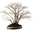 Acer palmatum, 60 cm, ± 35 ans, avec un nebari de 30 cm, dans un pot japonais fait main par Aiba Koyou