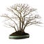 Acer palmatum, 60 cm, ± 35 years old, with a nebari of 30 cm, in a handmade Japanese pot by Aiba Koyou