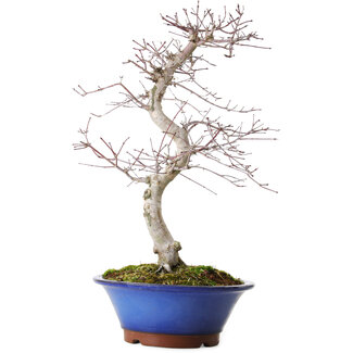 Acer palmatum Deshojo, 45 cm, ± 15 jaar oud