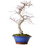 Acer palmatum Deshojo, 45 cm, ± 15 jaar oud, met een nebari van 5 cm