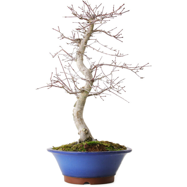 Acer palmatum Deshojo, 45 cm, ± 15 ans, avec un nebari de 5 cm