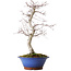 Acer palmatum Deshojo, 45 cm, ± 15 years old, with a nebari of 5 cm