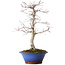 Acer palmatum Deshojo, 45 cm, ± 15 ans, avec un nebari de 5 cm