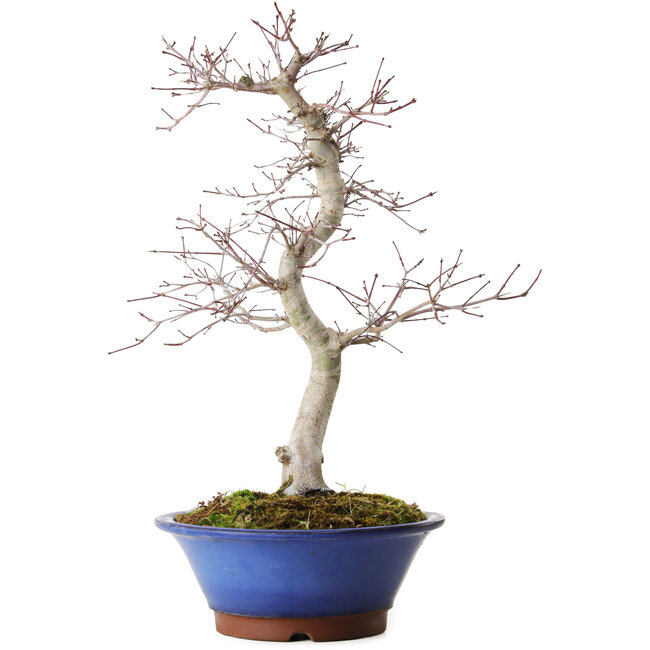 Acer palmatum Deshojo, 45 cm, ± 15 ans, avec un nebari de 5 cm