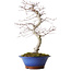 Acer palmatum Deshojo, 45 cm, ± 15 years old, with a nebari of 5 cm