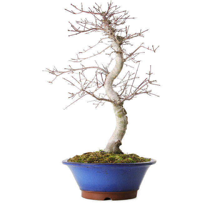 Acer palmatum Deshojo, 45 cm, ca. 15 Jahre alt, mit einem Wurzelhals von 5 cm