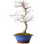Acer palmatum Deshojo, 45 cm, ± 15 anni, con un nebari di 5 cm
