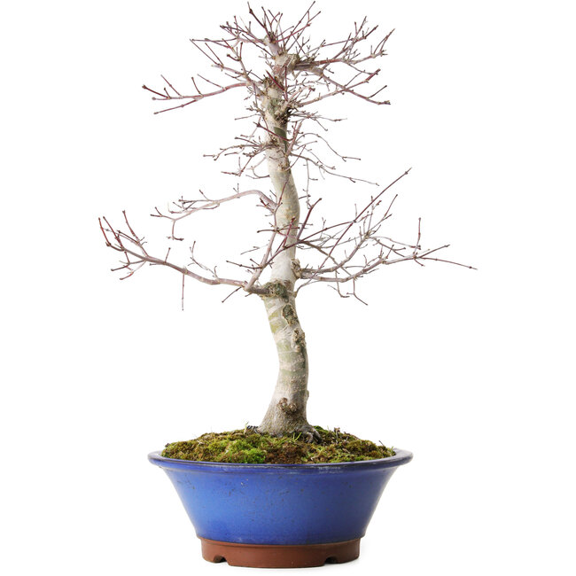 Acer palmatum Deshojo, 45 cm, ± 15 ans, avec un nebari de 5 cm