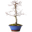 Acer palmatum Deshojo, 45 cm, ± 15 ans, avec un nebari de 5 cm