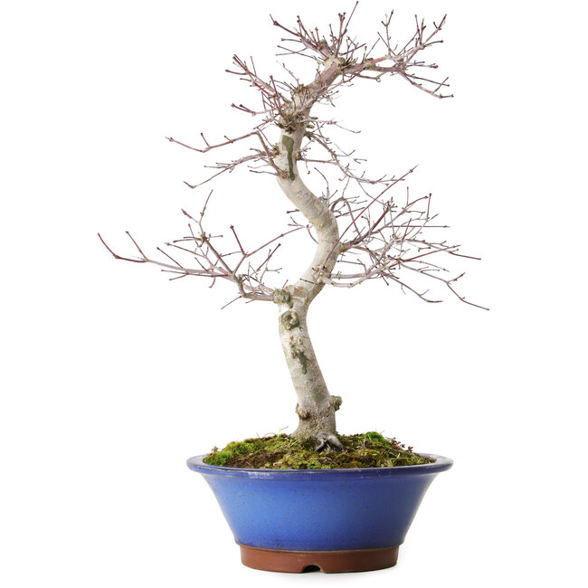 Acer palmatum Deshojo, 45 cm, ± 15 years old, with a nebari of 5 cm