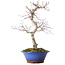 Acer palmatum Deshojo, 45 cm, ± 15 years old, with a nebari of 5 cm
