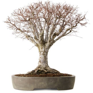 Zelkova serrata, 42 cm, ± 35 años