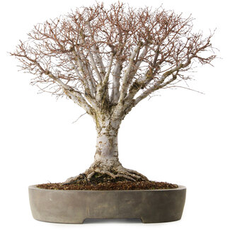 Zelkova serrata, 42 cm, ± 35 Jahre alt