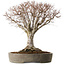 Zelkova serrata, 42 cm, ± 35 years old, in a handmade Japanese pot from Tokoname with a nebari of 22 cm