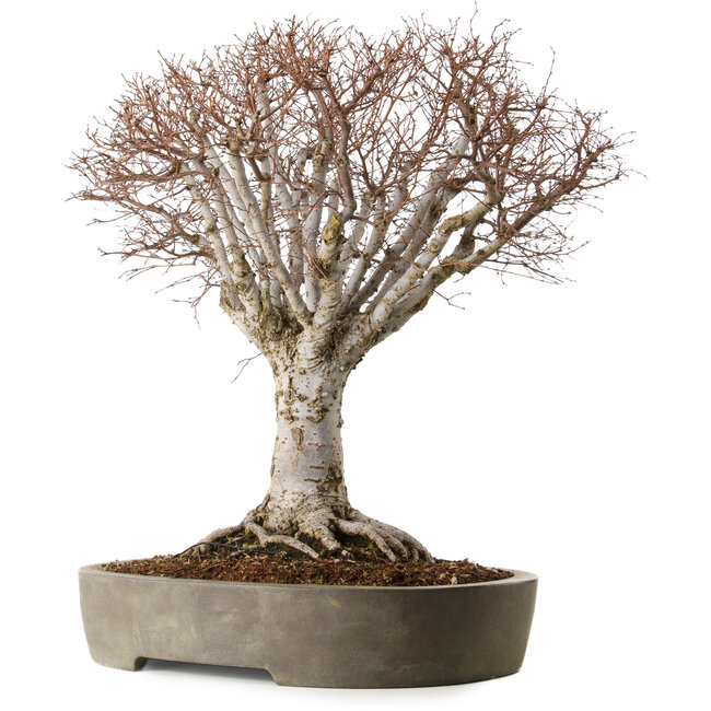 Zelkova serrata, 42 cm, ca. 35 Jahre alt, in einem handgefertigten japanischen Topf aus Tokoname mit einem Nebari von 22 cm