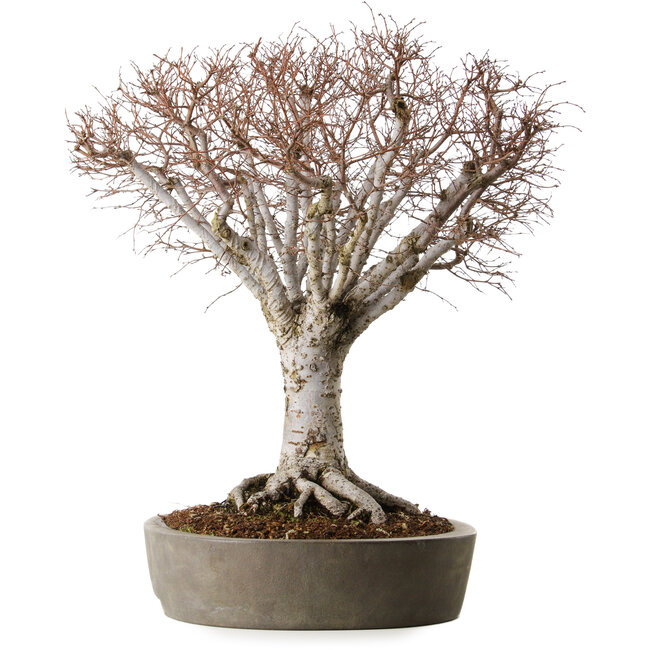 Zelkova serrata, 42 cm, ± 35 anni, in un vaso giapponese fatto a mano da Tokoname con un nebari di 22 cm