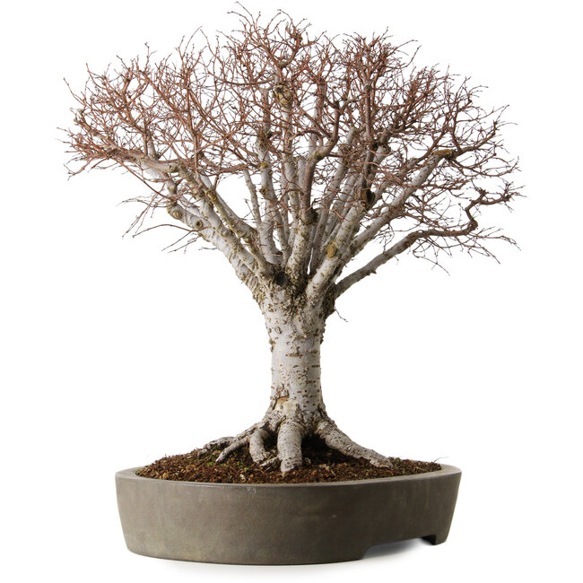 Zelkova serrata, 42 cm, ± 35 jaar oud, in een handgemaakte Japanse pot uit Tokoname met een nebari van 22 cm.